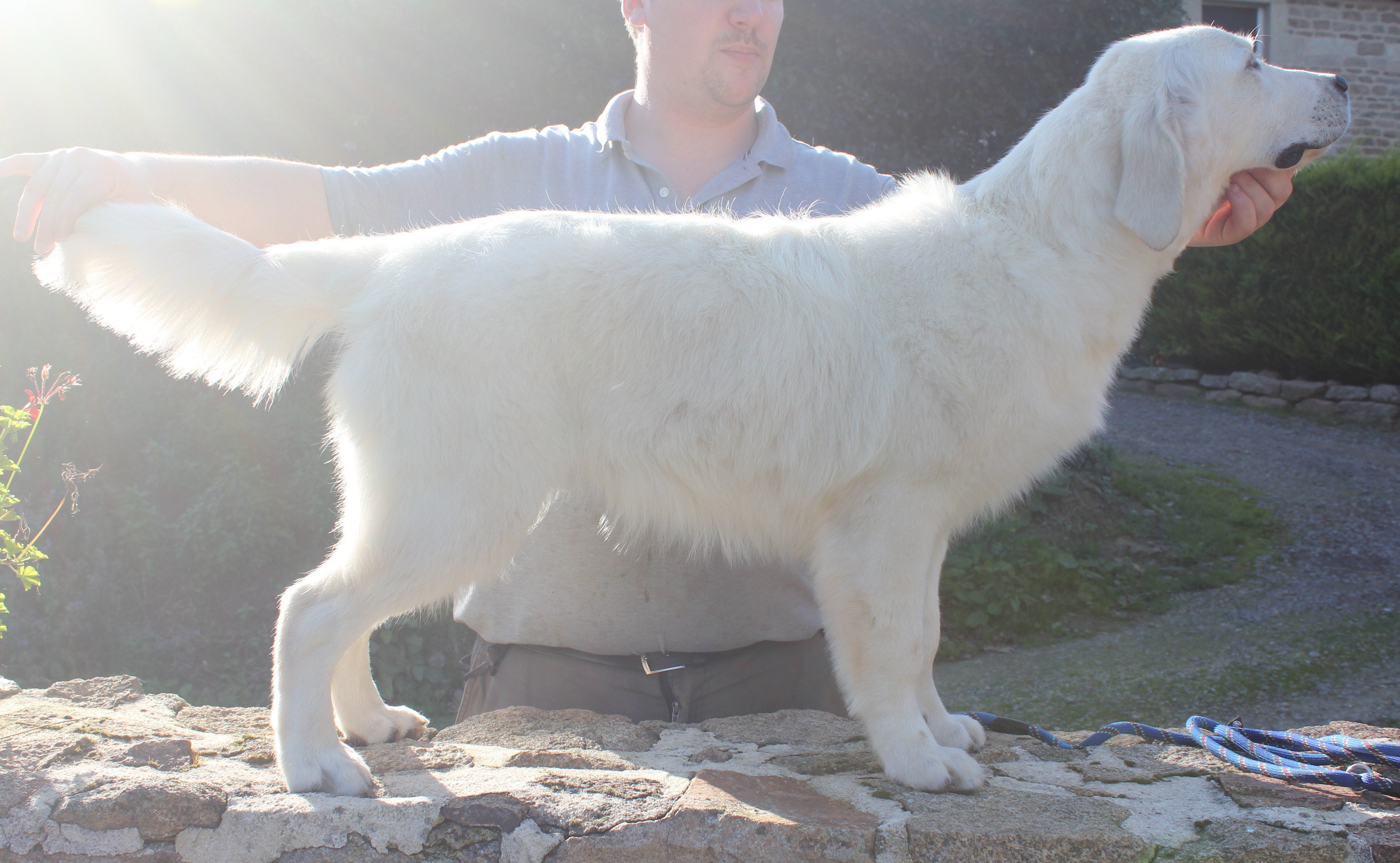 Les Golden Retriever de l'affixe Du Manoir Du Vauclair