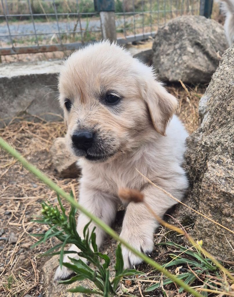Du Manoir Du Vauclair - Chiots disponibles - Golden Retriever