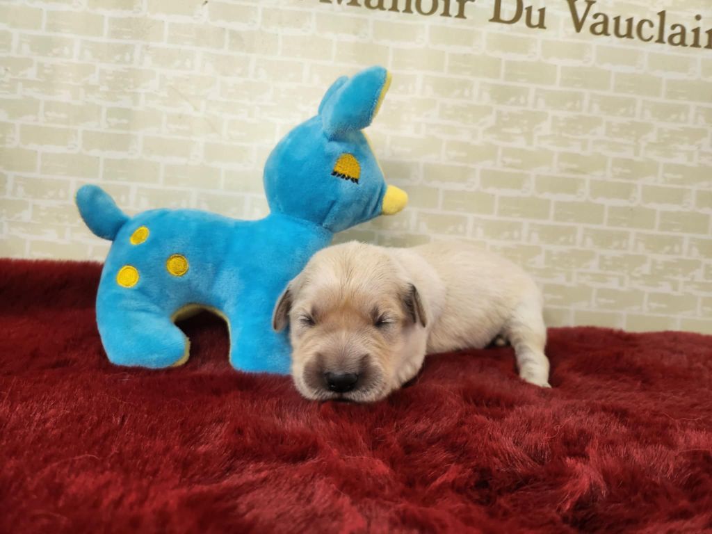 Du Manoir Du Vauclair - Chiots disponibles - Golden Retriever