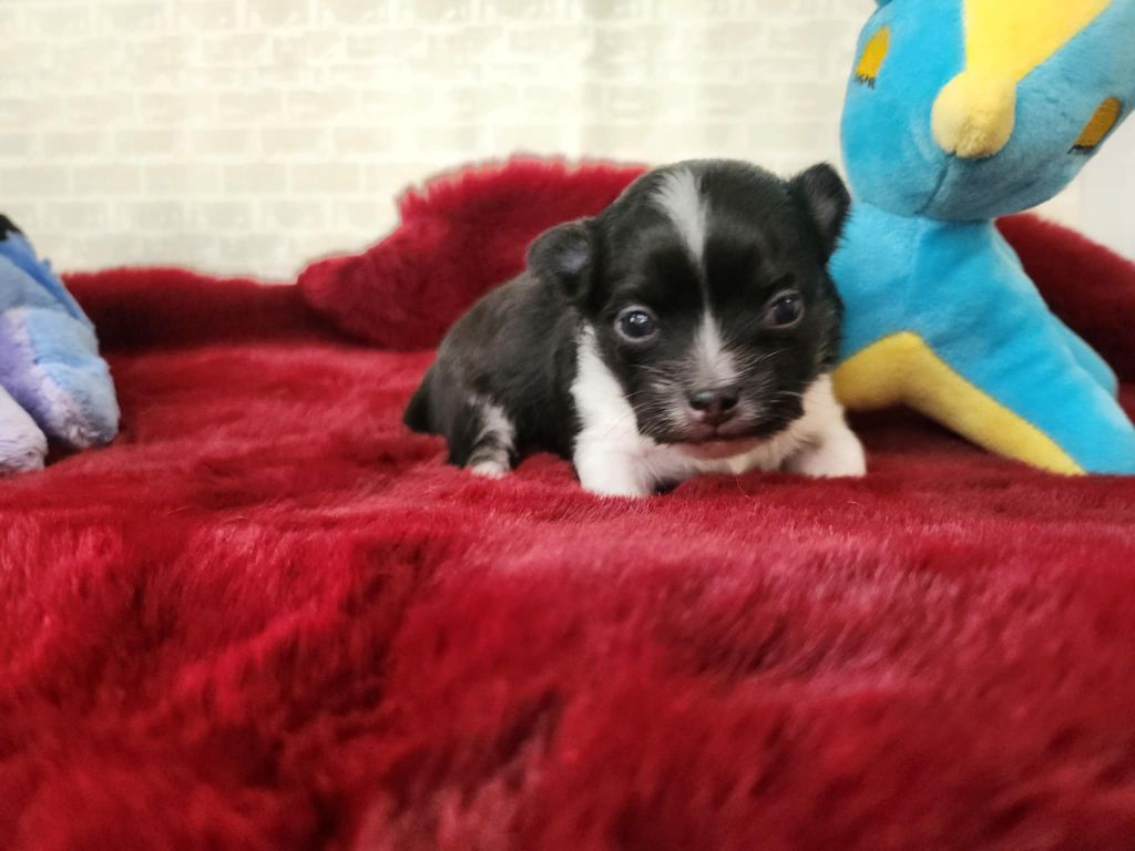 Du Manoir Du Vauclair - Chiots disponibles - Chihuahua