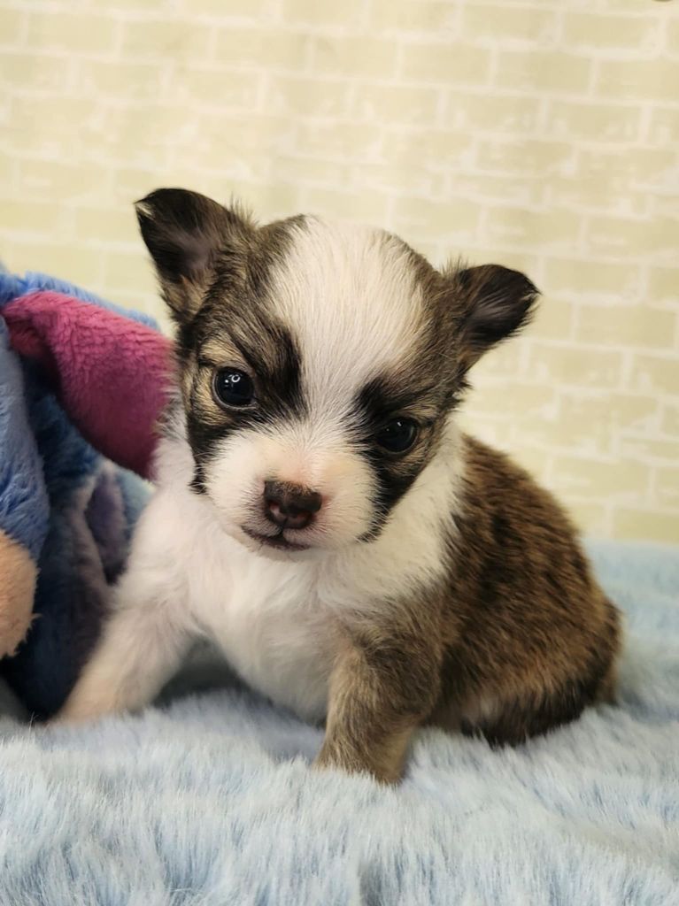 Du Manoir Du Vauclair - Chiots disponibles - Chihuahua
