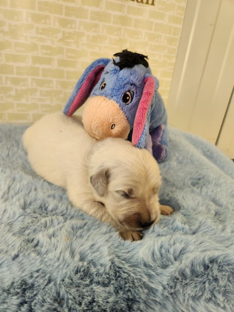 Du Manoir Du Vauclair - Chiots disponibles - Golden Retriever