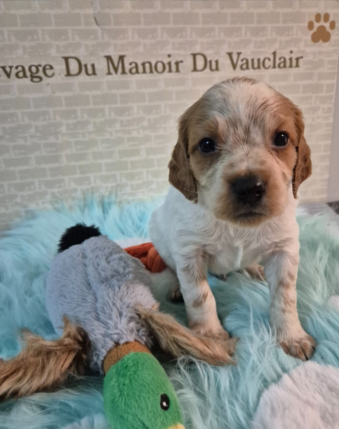 Du Manoir Du Vauclair - Chiots disponibles - Epagneul Breton