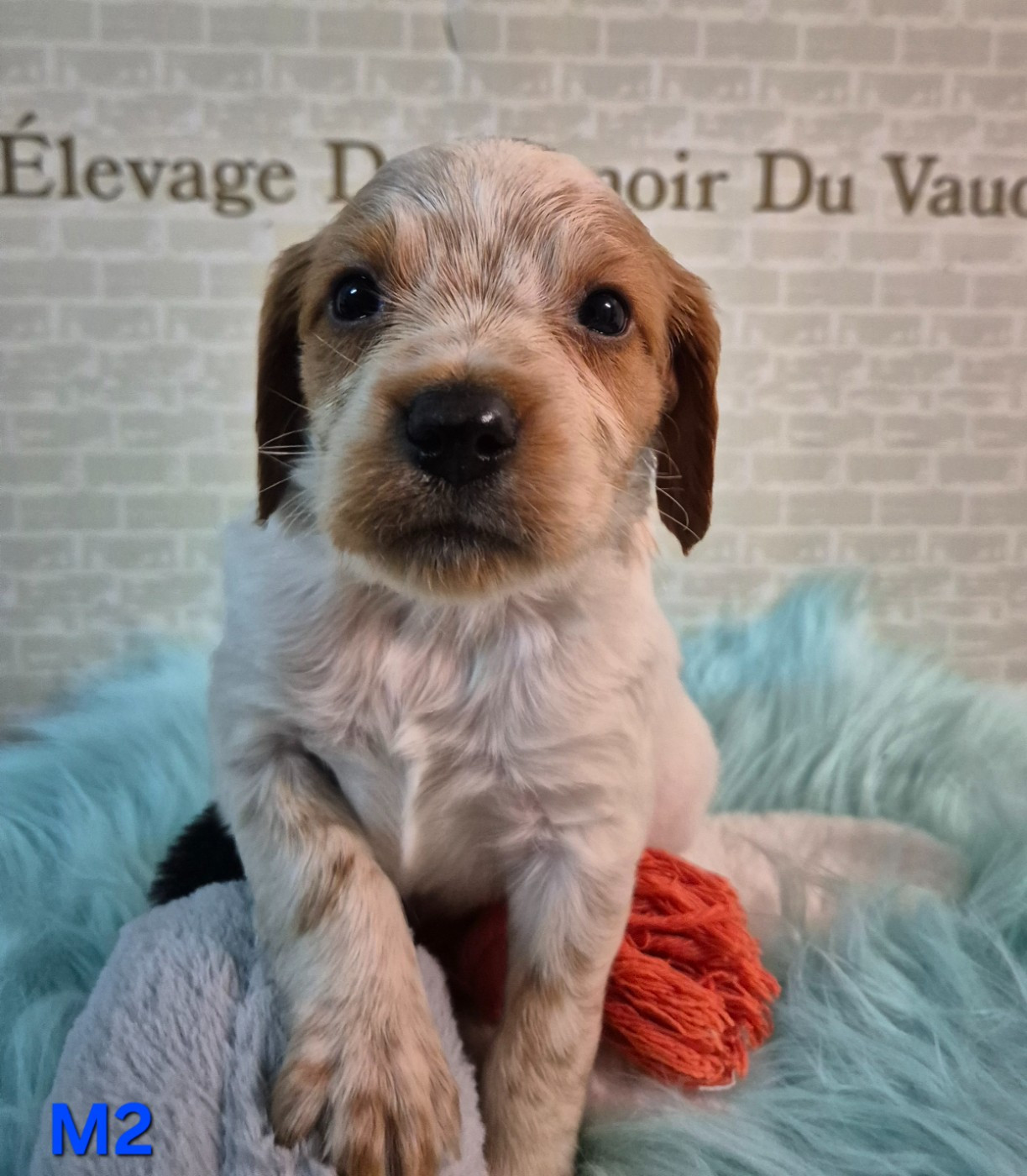 Du Manoir Du Vauclair - Chiots disponibles - Epagneul Breton
