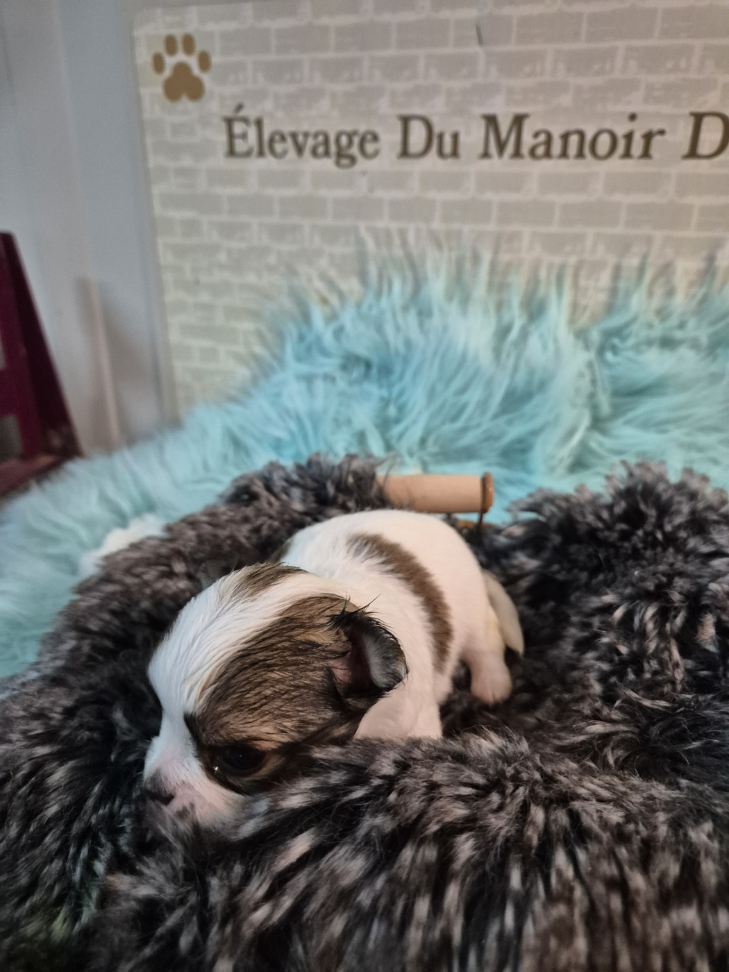 Du Manoir Du Vauclair - Chiots disponibles - Chihuahua