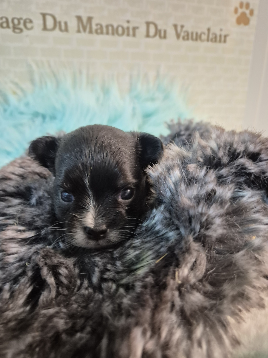 Du Manoir Du Vauclair - Chiots disponibles - Chihuahua