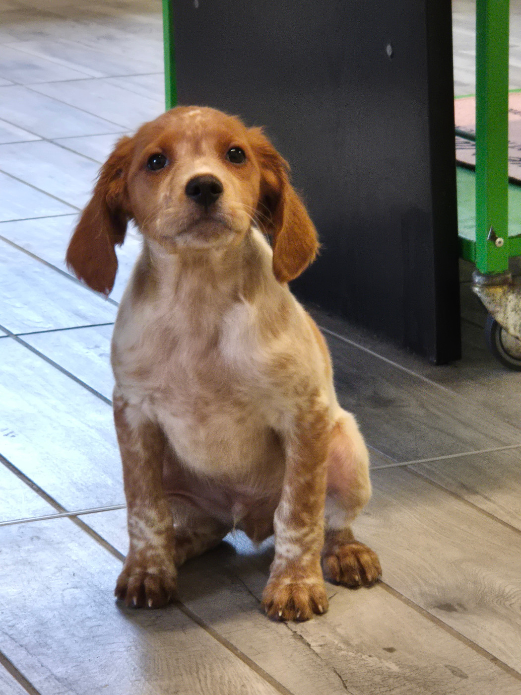 Du Manoir Du Vauclair - Chiots disponibles - Epagneul Breton