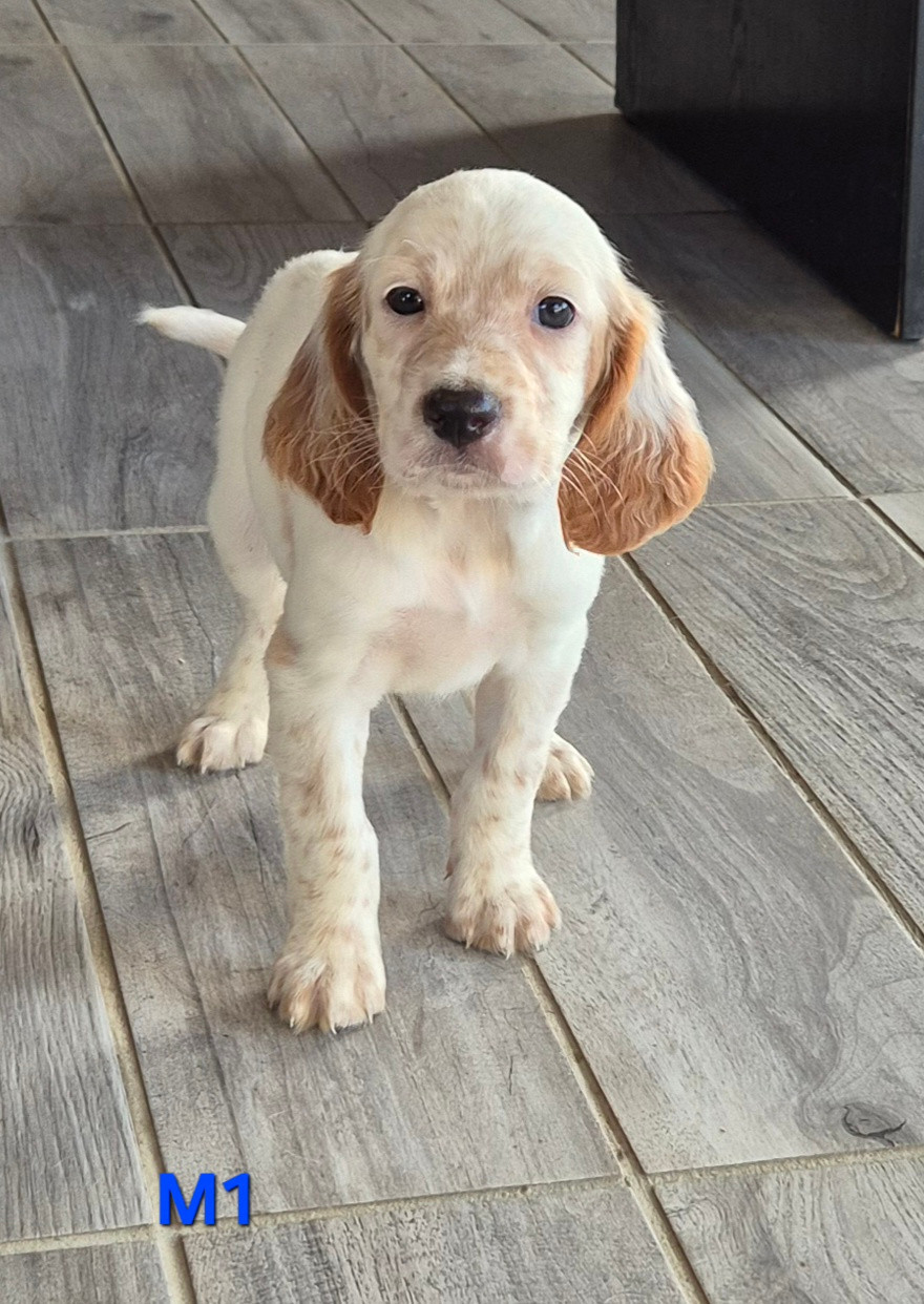 Du Manoir Du Vauclair - Chiots disponibles - Setter Anglais