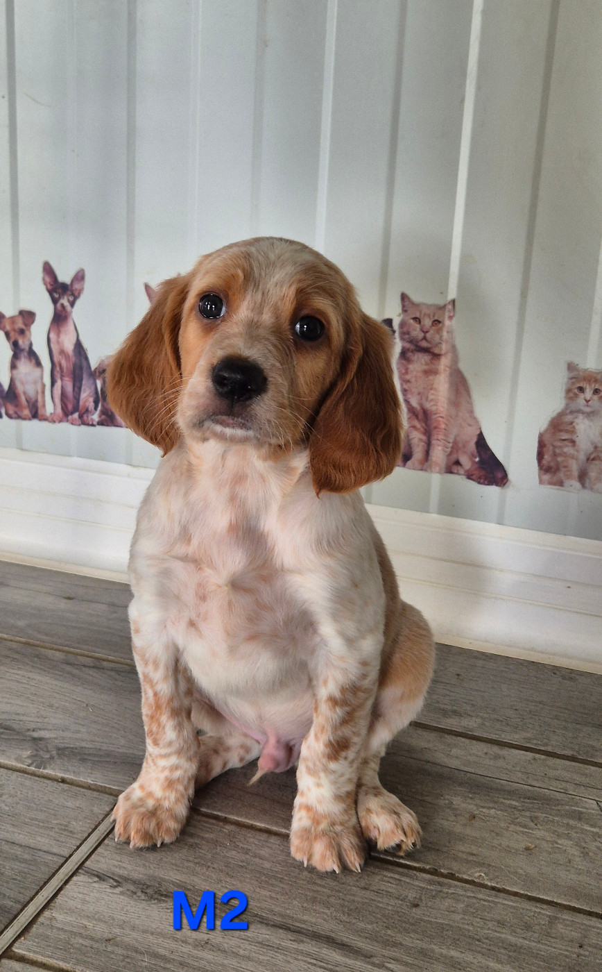 Du Manoir Du Vauclair - Chiots disponibles - Setter Anglais