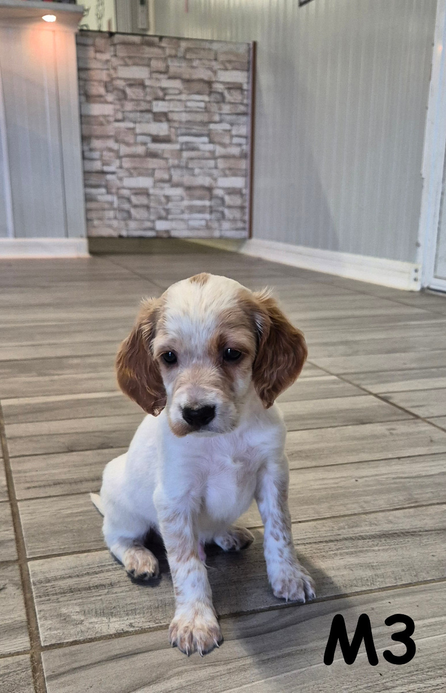 Du Manoir Du Vauclair - Chiots disponibles - Setter Anglais