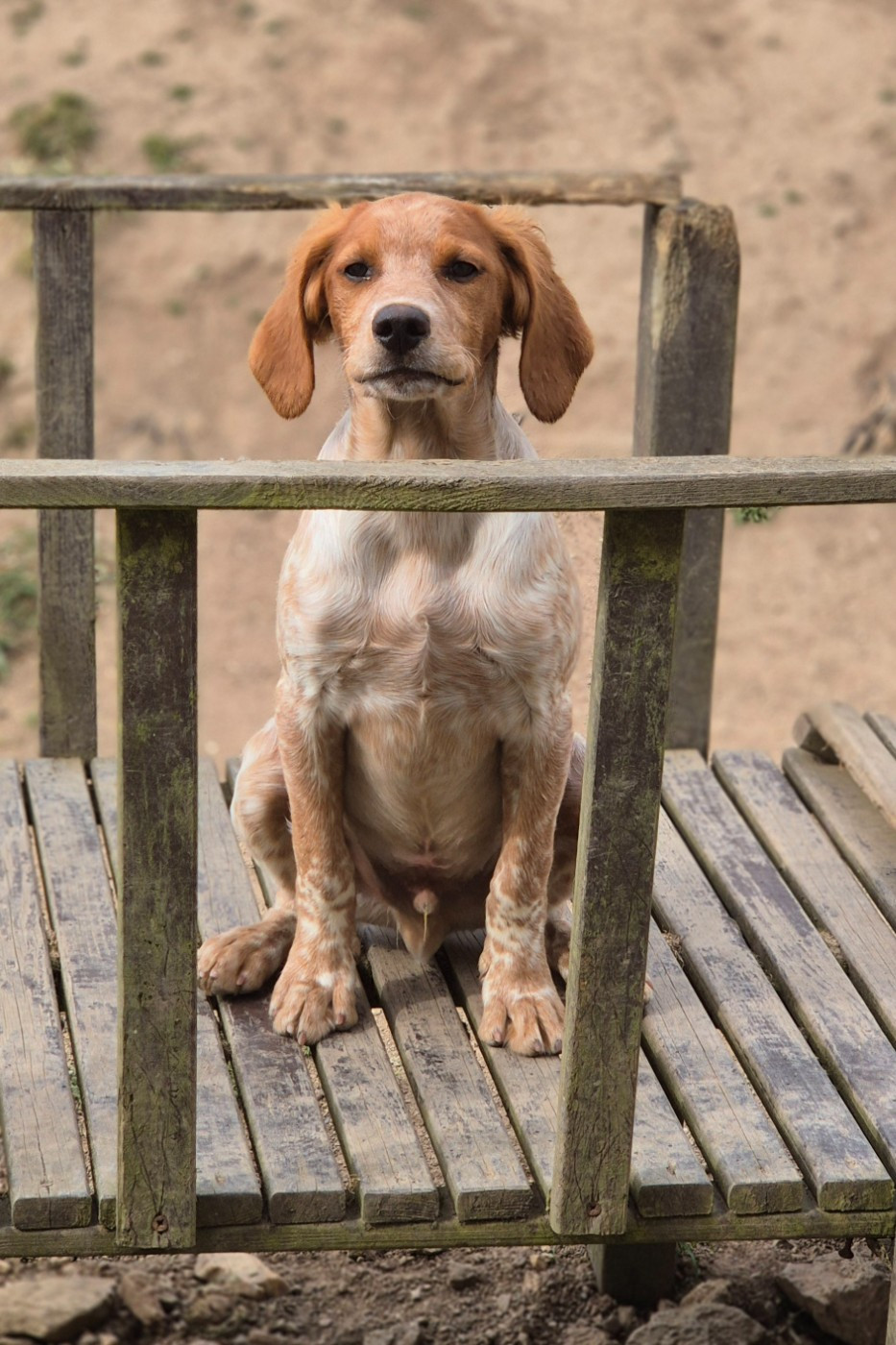 Du Manoir Du Vauclair - Chiots disponibles - Epagneul Breton