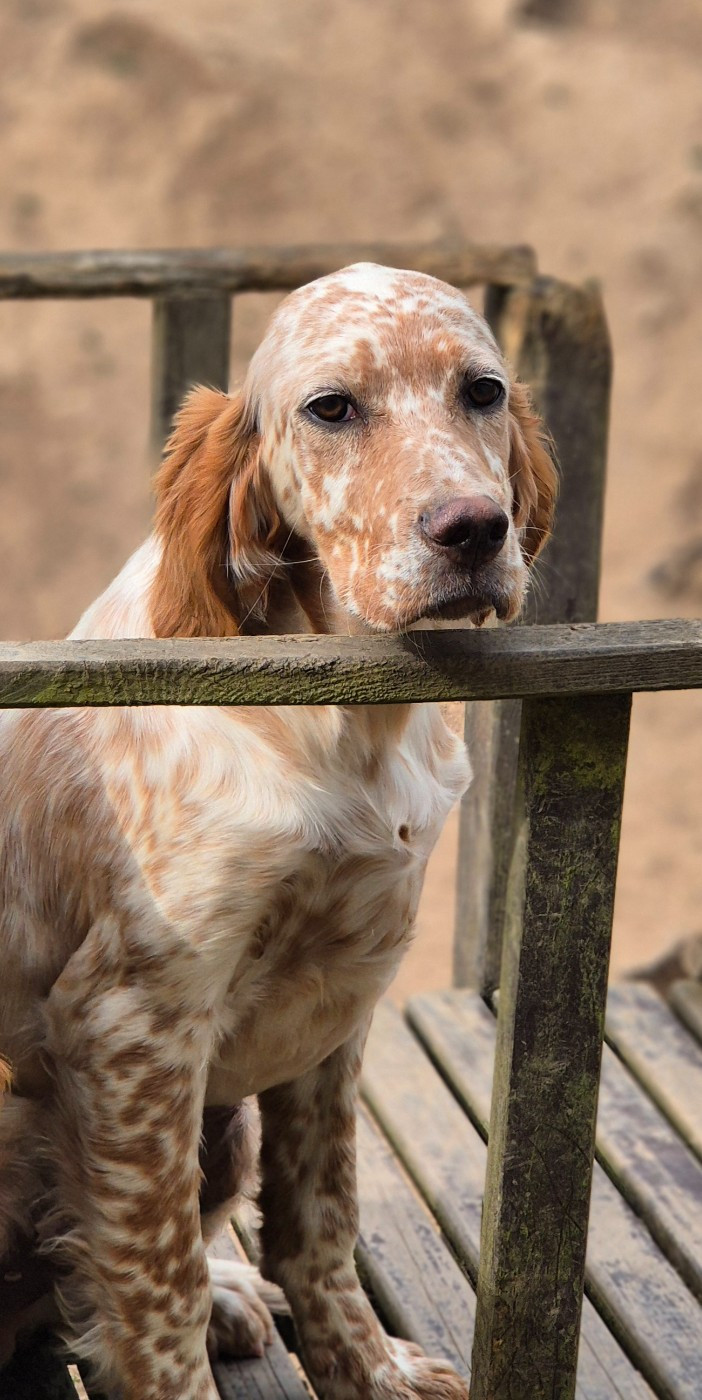 Du Manoir Du Vauclair - Chiots disponibles - Setter Anglais