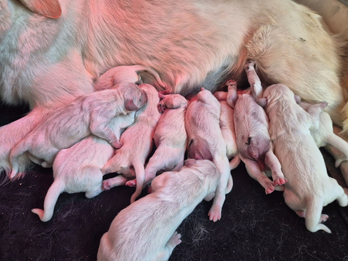 Chiot Golden Retriever Du Manoir Du Vauclair