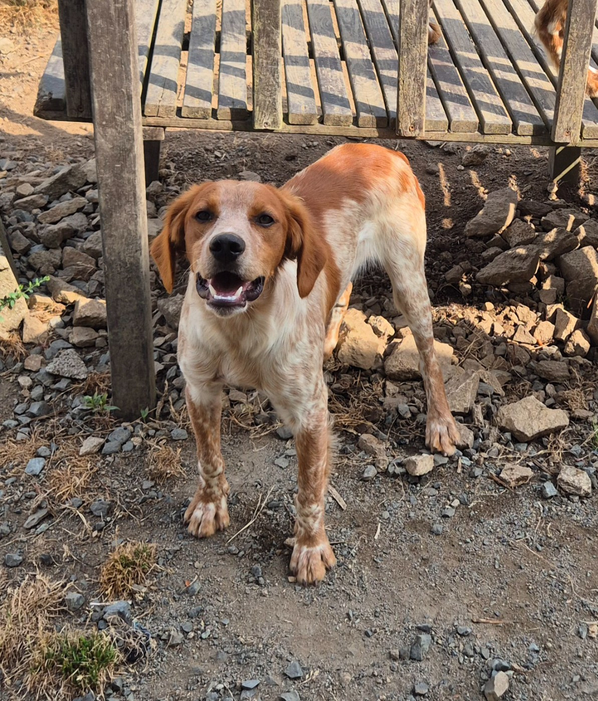 Du Manoir Du Vauclair - Chiots disponibles - Epagneul Breton