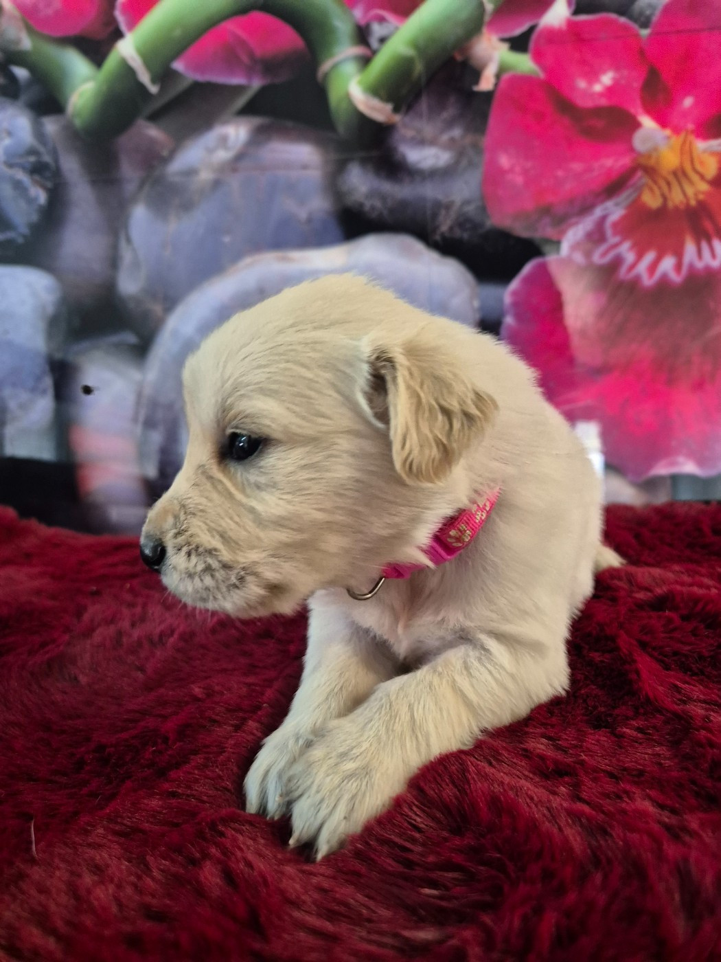 Du Manoir Du Vauclair - Chiots disponibles - Golden Retriever