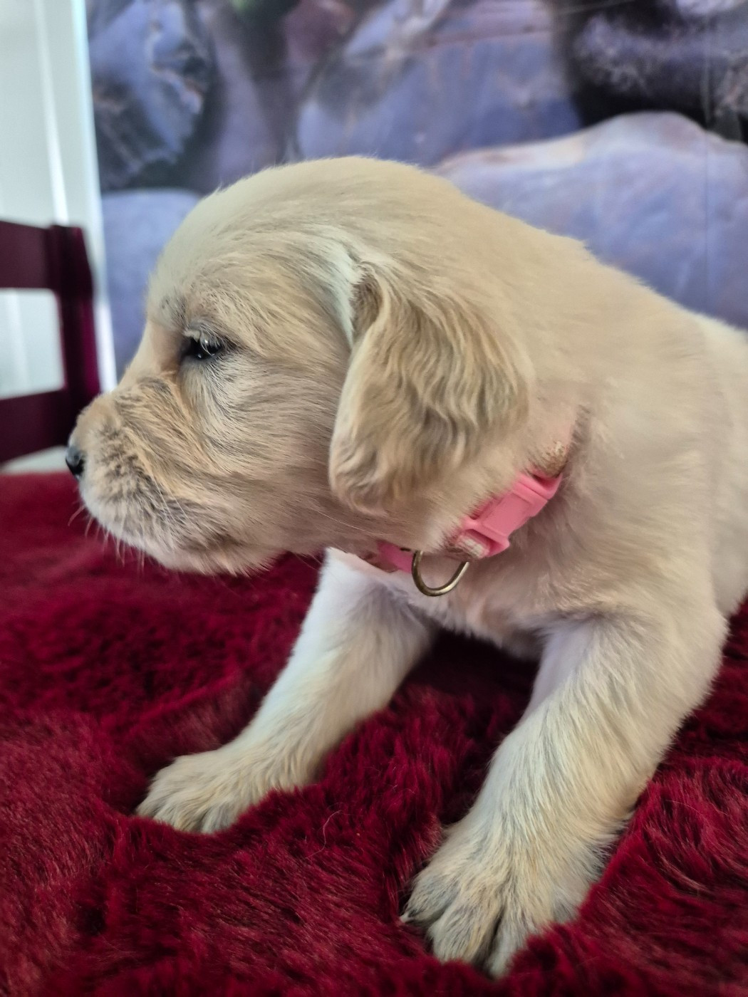 Du Manoir Du Vauclair - Chiots disponibles - Golden Retriever
