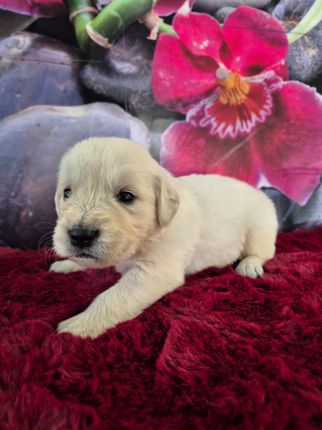 Du Manoir Du Vauclair - Chiots disponibles - Golden Retriever