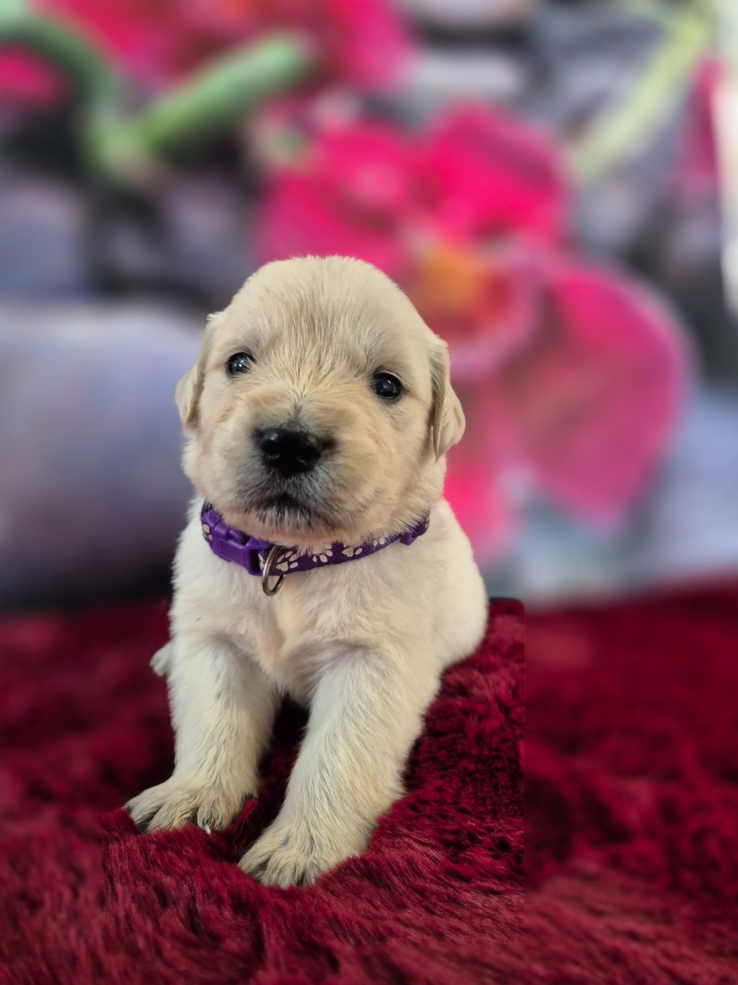 Du Manoir Du Vauclair - Chiots disponibles - Golden Retriever