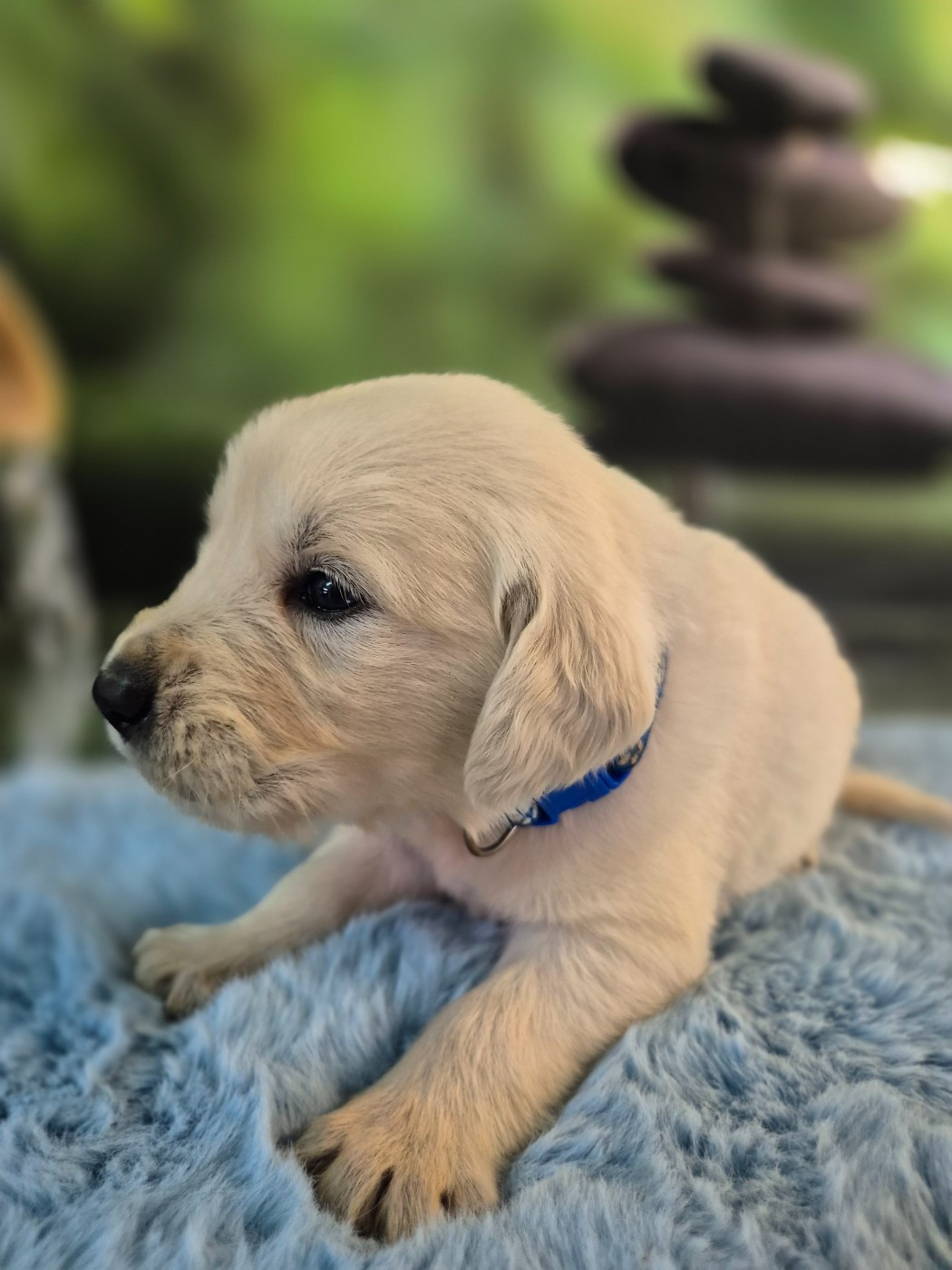 Du Manoir Du Vauclair - Chiots disponibles - Golden Retriever