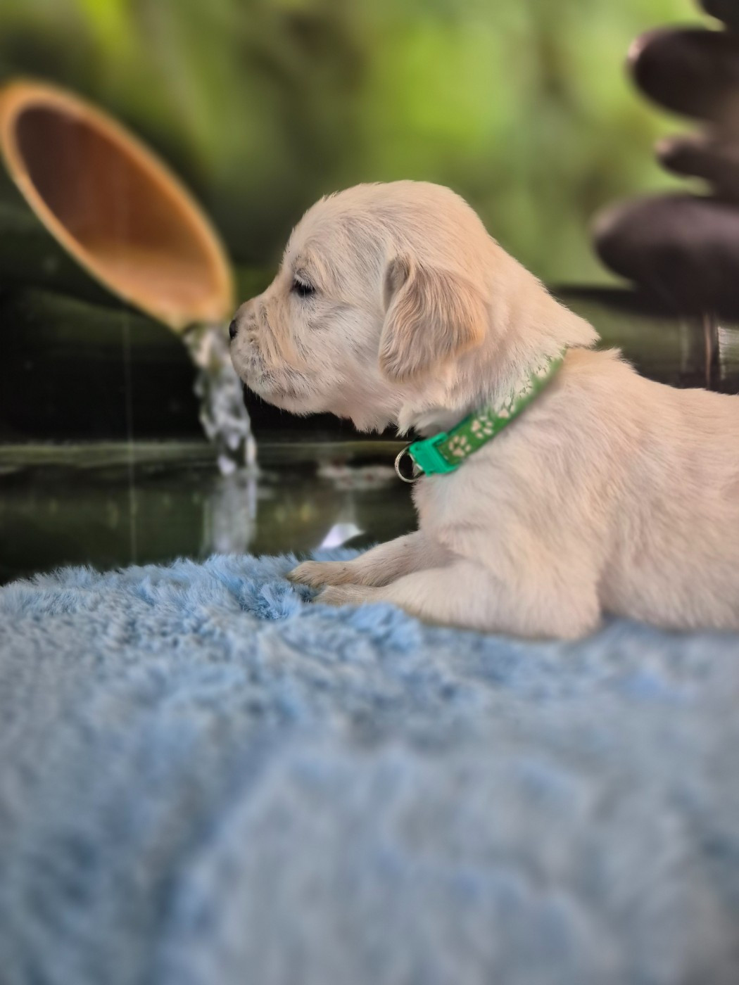 Du Manoir Du Vauclair - Chiots disponibles - Golden Retriever
