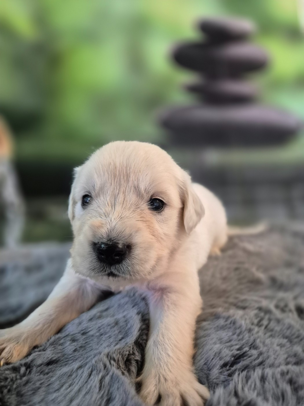 Du Manoir Du Vauclair - Chiots disponibles - Golden Retriever