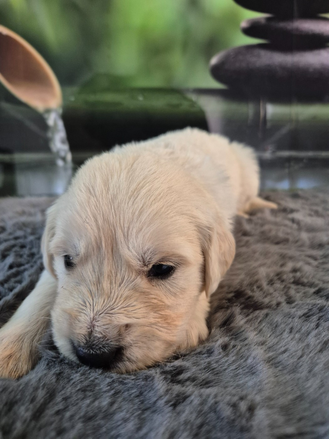 Du Manoir Du Vauclair - Chiots disponibles - Golden Retriever
