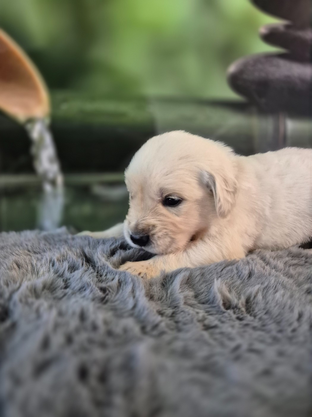 Du Manoir Du Vauclair - Chiots disponibles - Golden Retriever