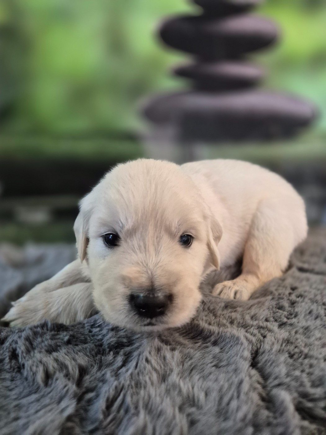 Du Manoir Du Vauclair - Chiots disponibles - Golden Retriever