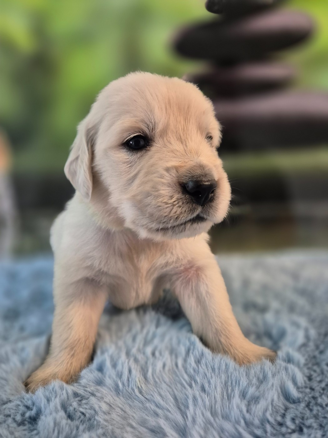 Du Manoir Du Vauclair - Chiots disponibles - Golden Retriever