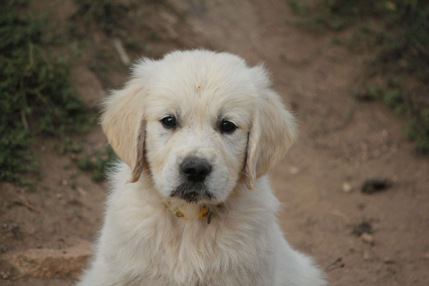Du Manoir Du Vauclair - Chiots disponibles - Golden Retriever