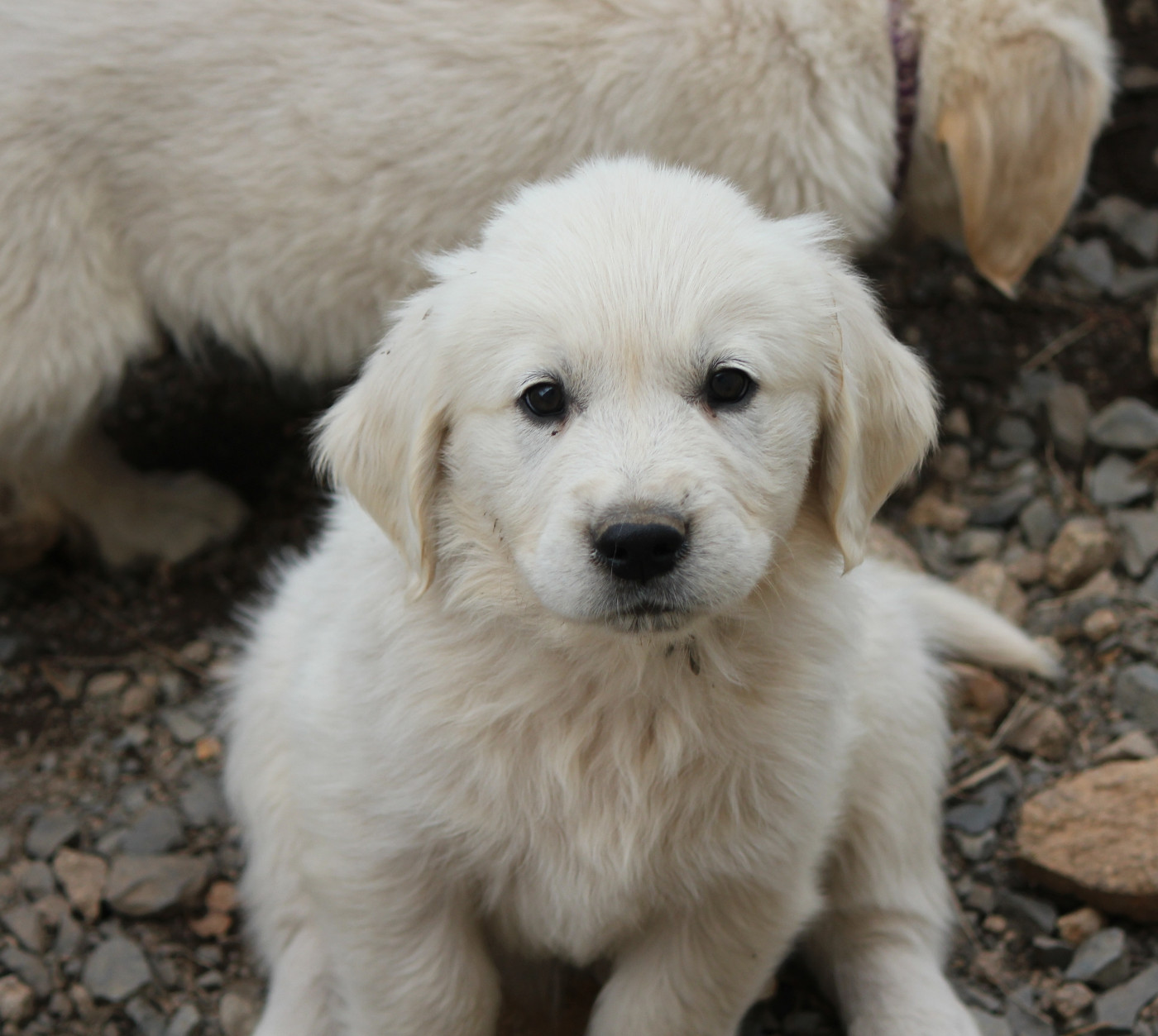 Du Manoir Du Vauclair - Chiots disponibles - Golden Retriever