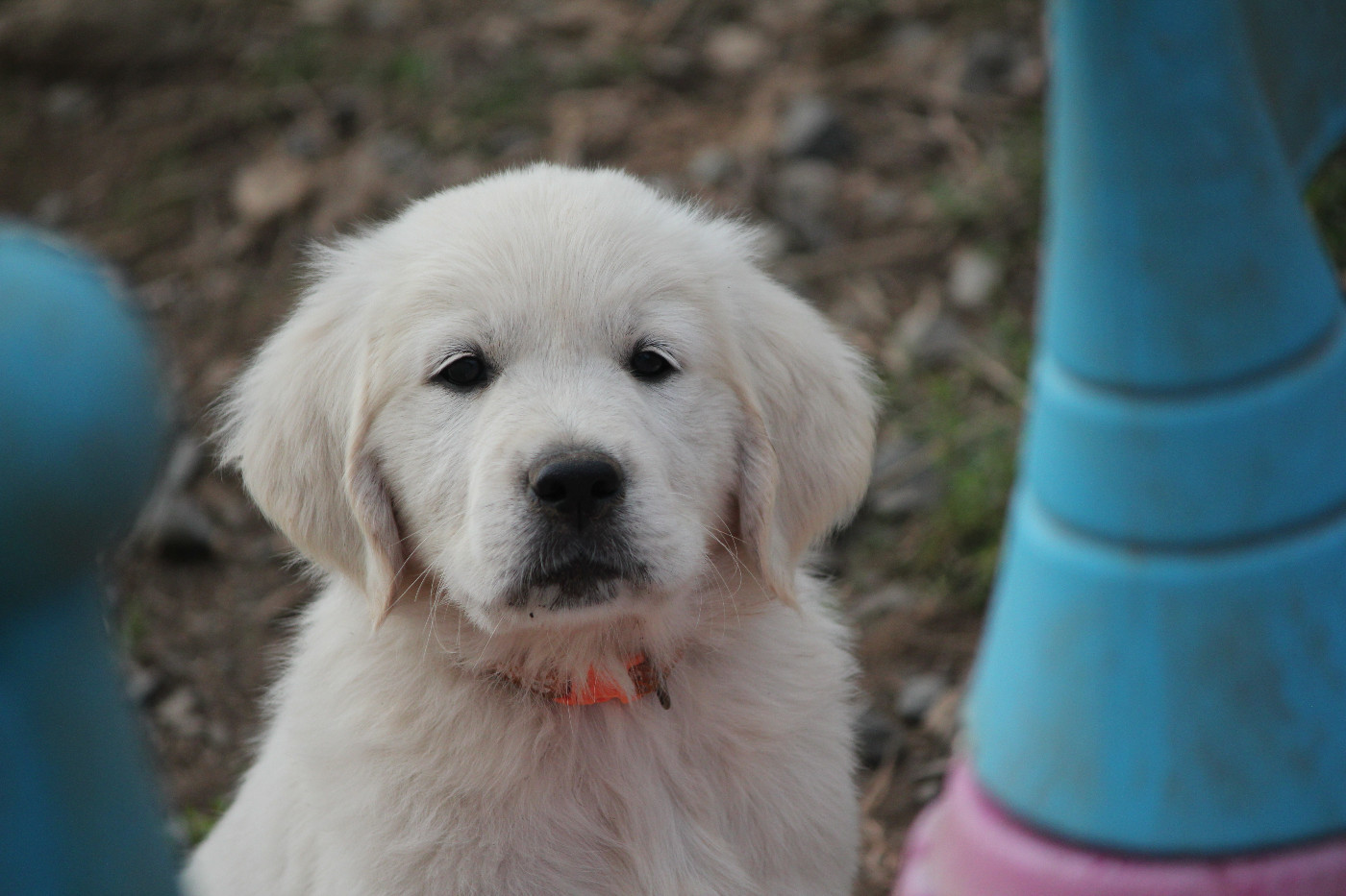 Du Manoir Du Vauclair - Chiots disponibles - Golden Retriever