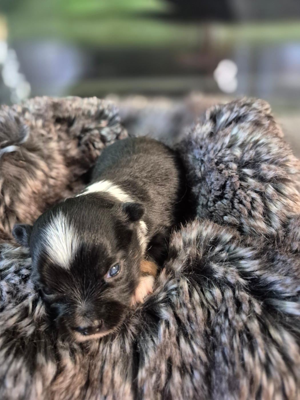 Du Manoir Du Vauclair - Chiots disponibles - Chihuahua