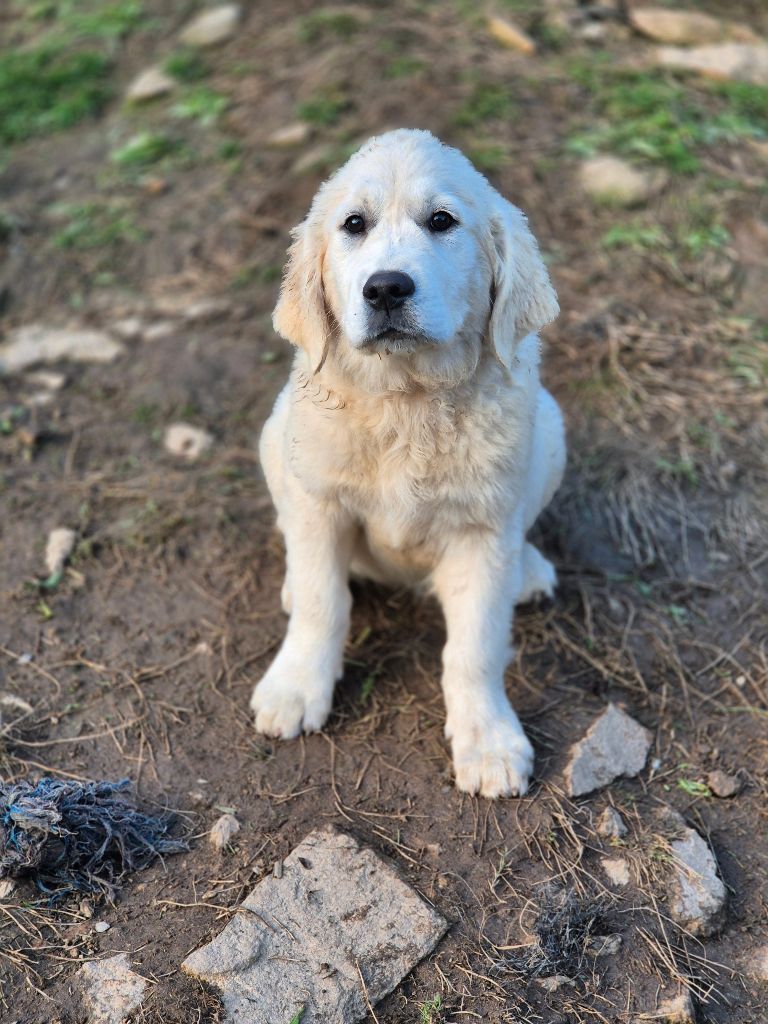 Du Manoir Du Vauclair - Chiots disponibles - Golden Retriever