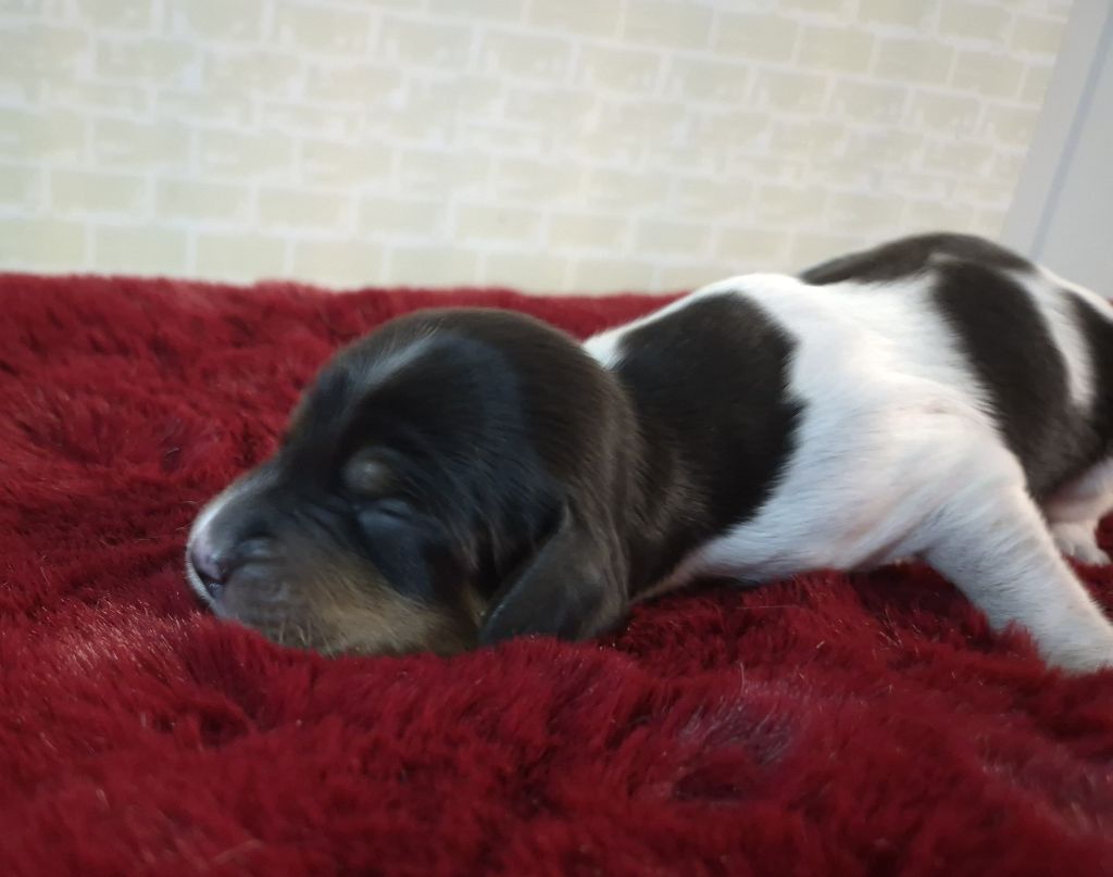 Du Manoir Du Vauclair - Chiots disponibles - Setter Anglais