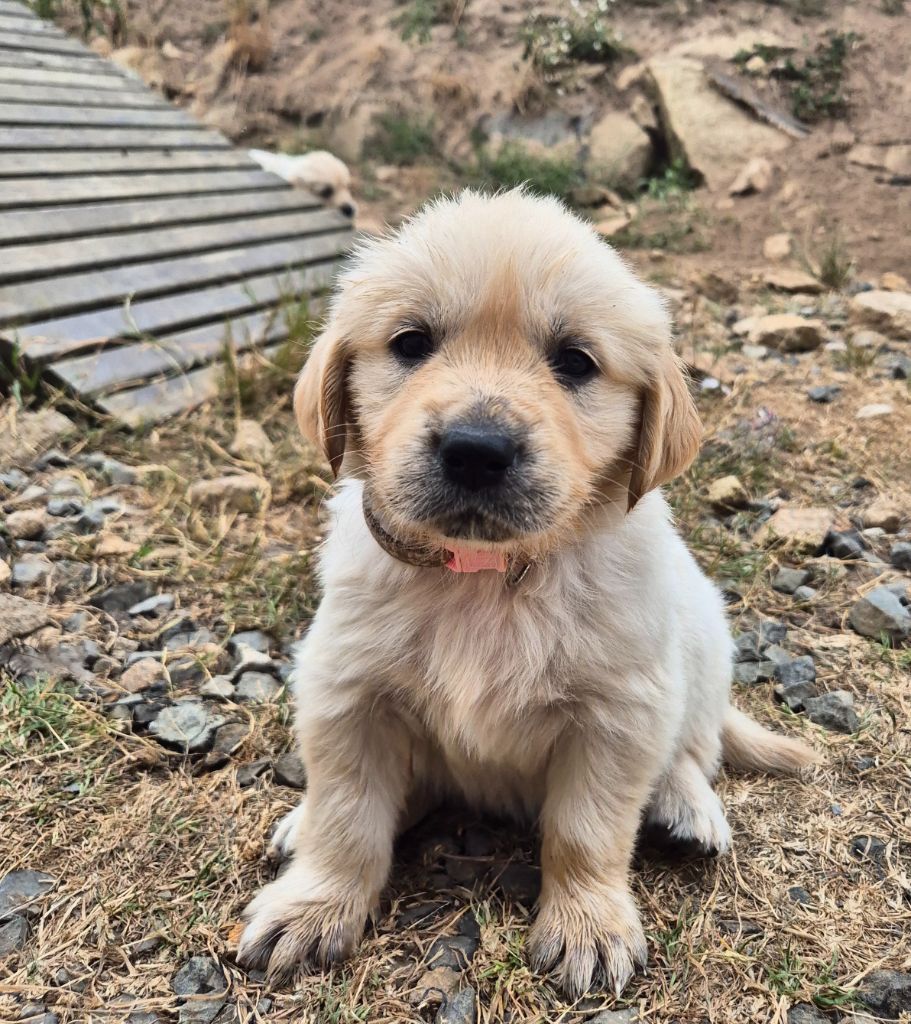 Du Manoir Du Vauclair - Chiots disponibles - Golden Retriever