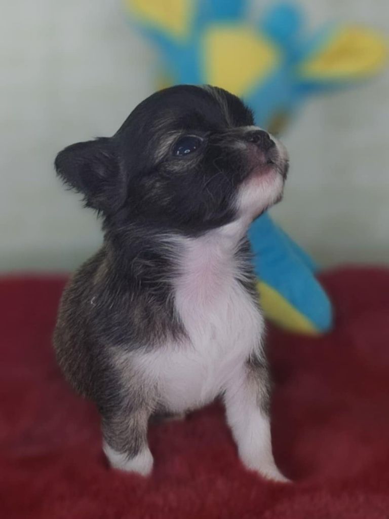 Du Manoir Du Vauclair - Chiots disponibles - Chihuahua