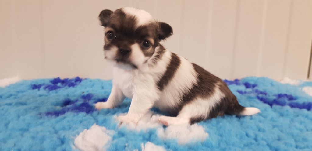 Du Manoir Du Vauclair - Chihuahua - Portée née le 20/09/2020