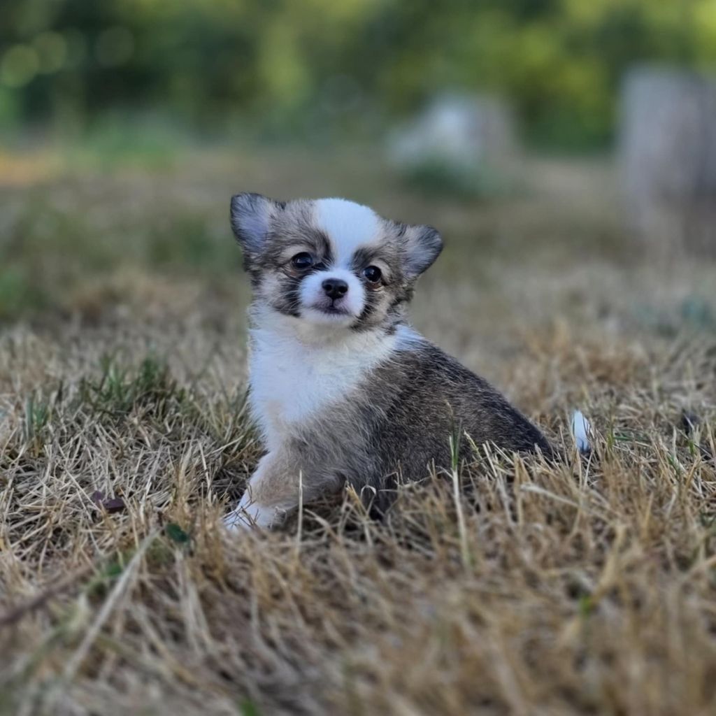 Du Manoir Du Vauclair - Chiots disponibles - Chihuahua