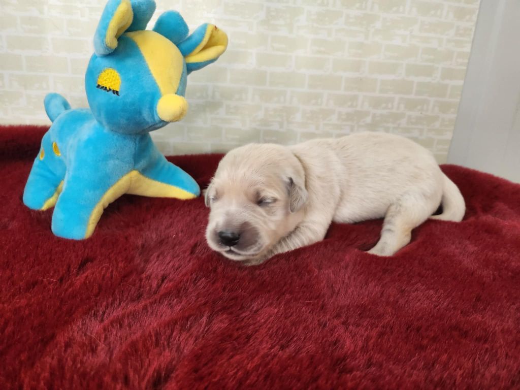 Du Manoir Du Vauclair - Chiots disponibles - Golden Retriever