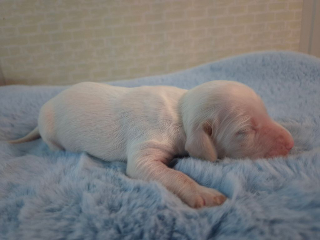 Du Manoir Du Vauclair - Chiots disponibles - Setter Anglais