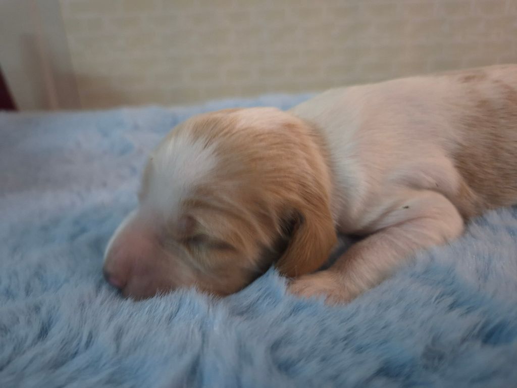 Du Manoir Du Vauclair - Chiots disponibles - Setter Anglais