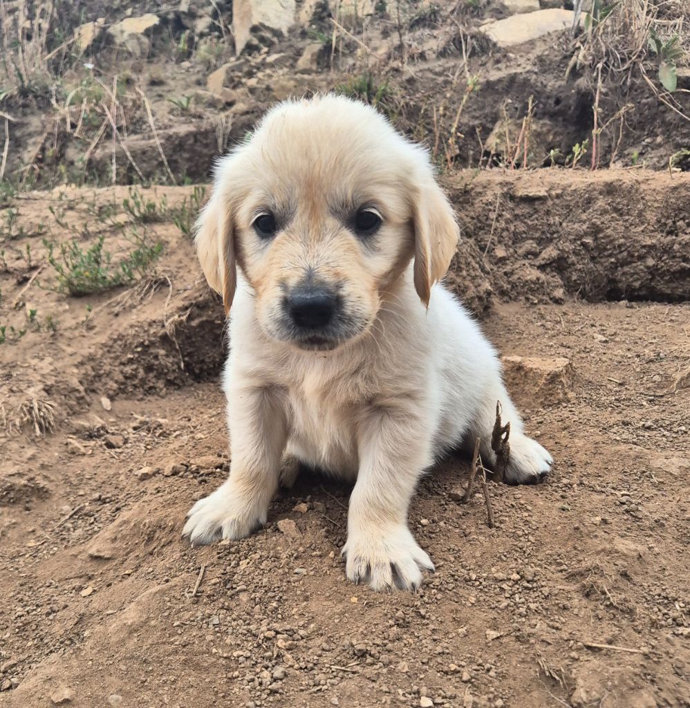 Du Manoir Du Vauclair - Chiots disponibles - Golden Retriever