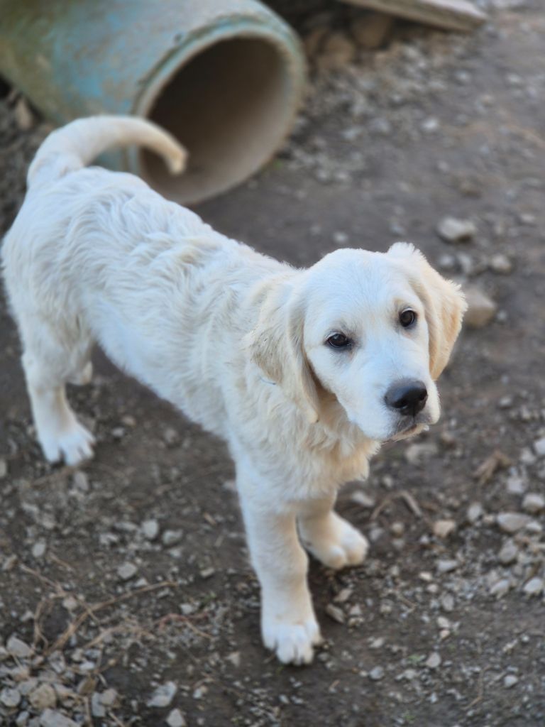 Du Manoir Du Vauclair - Chiots disponibles - Golden Retriever