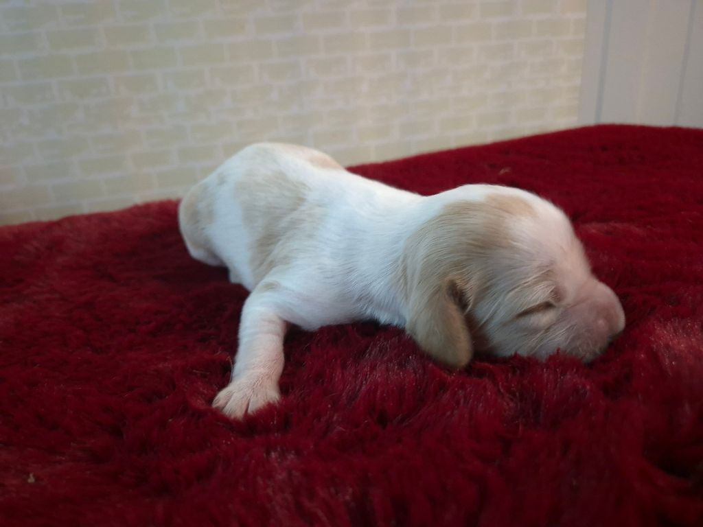 Du Manoir Du Vauclair - Chiots disponibles - Setter Anglais