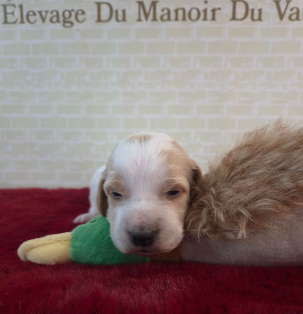 Du Manoir Du Vauclair - Chiots disponibles - Setter Anglais