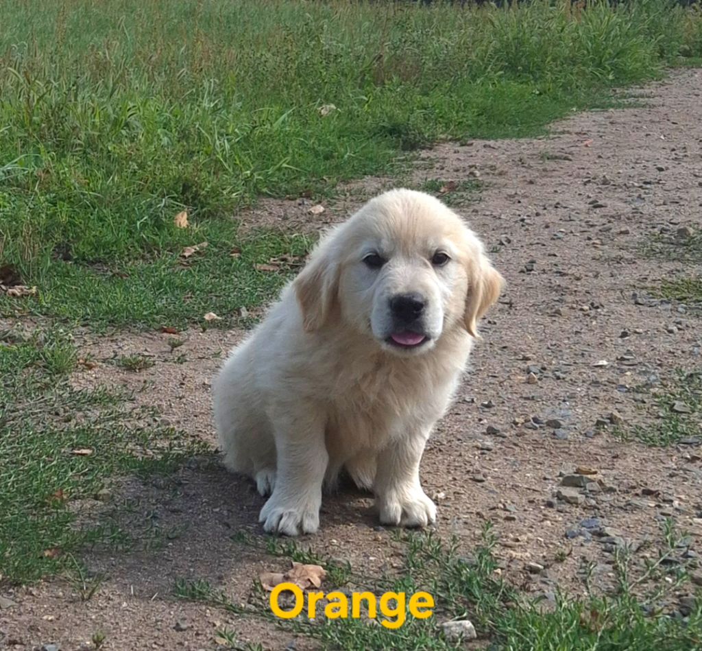 Du Manoir Du Vauclair - Chiots disponibles - Golden Retriever