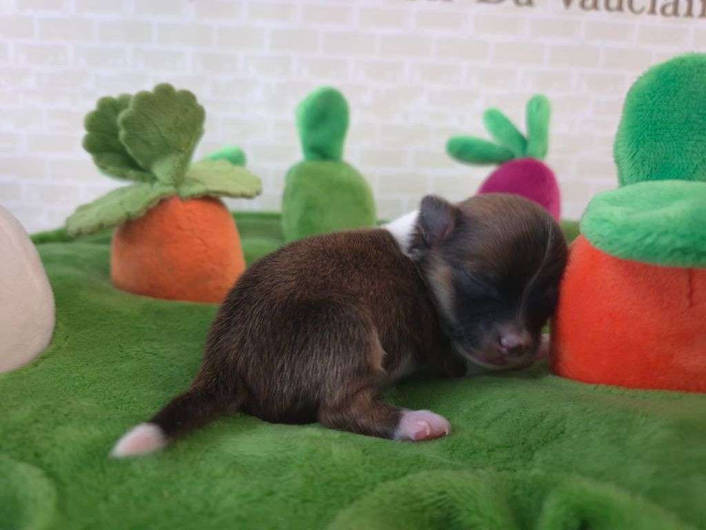 Du Manoir Du Vauclair - Chiots disponibles - Chihuahua