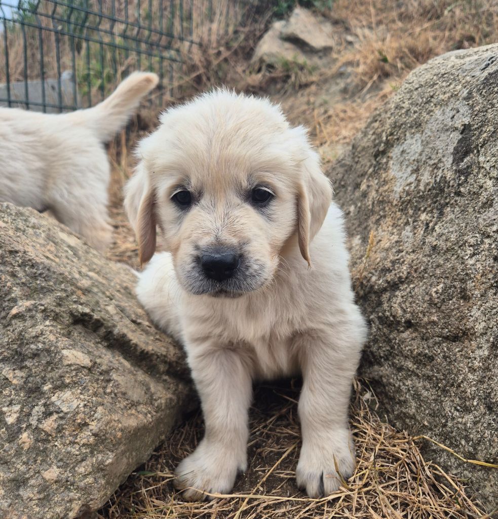 Du Manoir Du Vauclair - Chiots disponibles - Golden Retriever