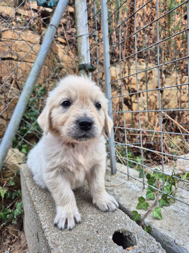 Du Manoir Du Vauclair - Chiots disponibles - Golden Retriever